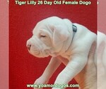 Small Photo #66 Dogo Argentino Puppy For Sale in JANE, MO, USA