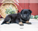 Small Photo #30 German Shepherd Dog Puppy For Sale in PARKESBURG, PA, USA