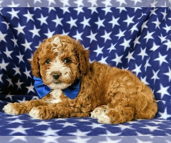 Medium Photo #4 Cavapoo Puppy For Sale in BIRD IN HAND, PA, USA