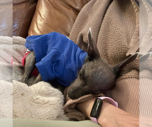 Medium Photo #3 Mutt Puppy For Sale in Spring Lake, NC, USA