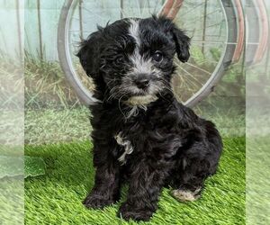 Maltipoo-Poodle (Miniature) Mix Puppy for sale in ARTHUR, IL, USA