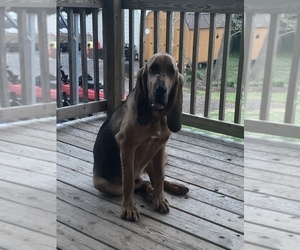 Bloodhound Puppy for sale in HICKORY, NC, USA