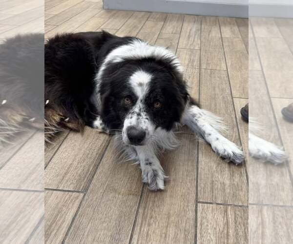 Medium Photo #1 Australian Shepherd-Unknown Mix Puppy For Sale in Rowlett, TX, USA