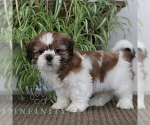 Shih Tzu Puppy for sale in MORGANTOWN, PA, USA