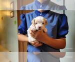 Small #6 Maltipoo