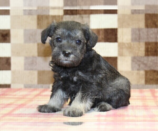 Medium Photo #1 Schnauzer (Miniature) Puppy For Sale in DENVER, PA, USA