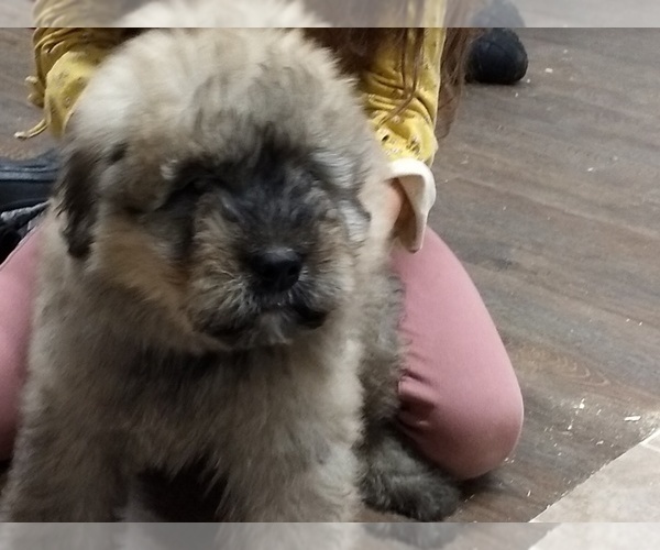 Medium Photo #2 Bouvier Des Flandres Puppy For Sale in AMBOY, WA, USA