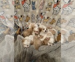 Small Photo #1 Cavachon Puppy For Sale in ENGLISHTOWN, NJ, USA