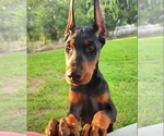 Small Photo #126 Doberman Pinscher Puppy For Sale in FORT LAUDERDALE, FL, USA
