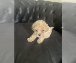 Small Photo #5 Poodle (Toy) Puppy For Sale in SAN JACINTO, CA, USA