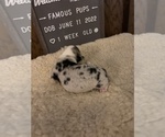 Small Photo #11 Welsh Cardigan Corgi Puppy For Sale in SUN PRAIRIE, WI, USA