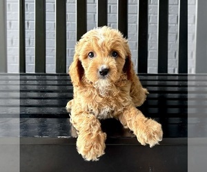 Cavapoo Puppy for sale in FRANKLIN, IN, USA