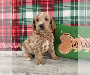 Goldendoodle Puppy for sale in STELLA, MO, USA