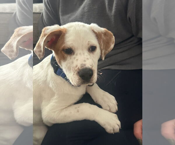 Medium Photo #1 Mutt Puppy For Sale in Plainfield, IL, USA