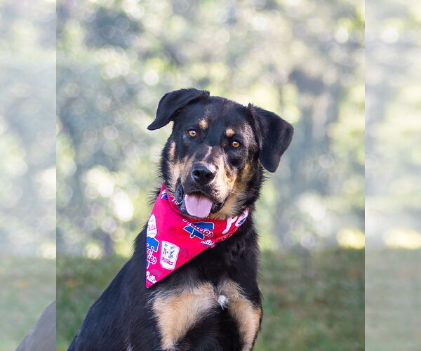 Medium Photo #5 German Shepherd Dog-Unknown Mix Puppy For Sale in Unionville, PA, USA