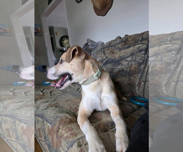 Medium Photo #4 Labsky Puppy For Sale in Macon, MO, USA