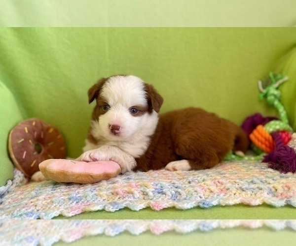 Medium Photo #5 Miniature Australian Shepherd Puppy For Sale in BOUSE, AZ, USA