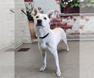 German Shepherd Dog-Unknown Mix Dogs for adoption in San Bernardino, CA, USA