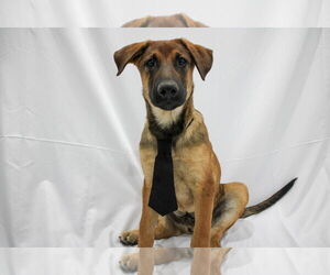 Mutt Dogs for adoption in Sandy, UT, USA