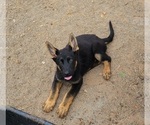 Small Photo #2 German Shepherd Dog Puppy For Sale in LYNCH STATION, VA, USA