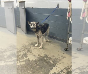 Gerberian Shepsky Dogs for adoption in Tallahassee, FL, USA