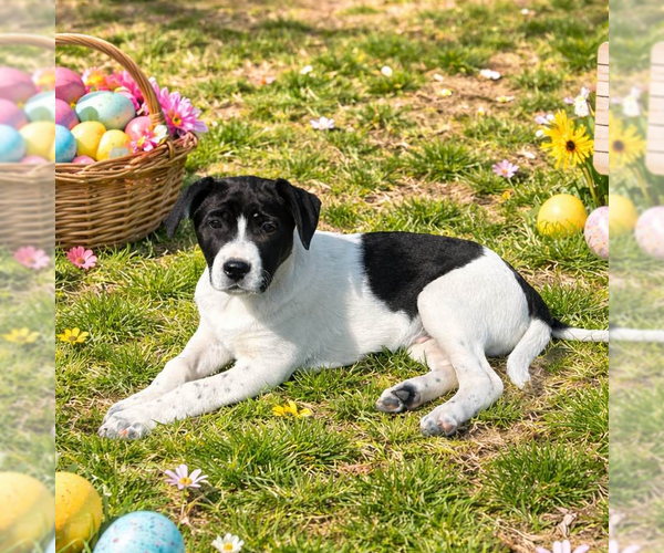 Medium Photo #4 Borador Puppy For Sale in Yardley, PA, USA