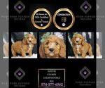 Puppy Alistar F1B Goldendoodle (Miniature)