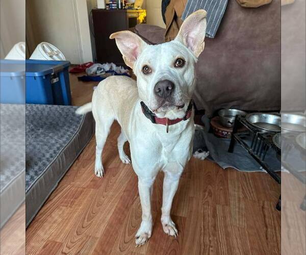 Medium Photo #5 American Staffordshire Terrier-Unknown Mix Puppy For Sale in New Oxford , PA, USA