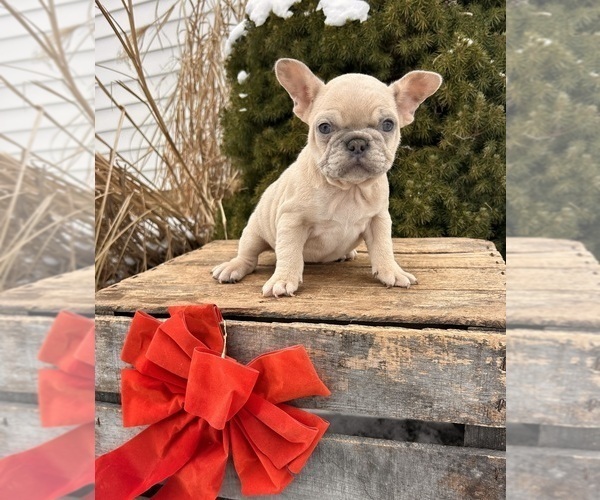Medium Photo #2 French Bulldog Puppy For Sale in MIDDLEBURY, IN, USA