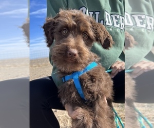 Aussiedoodle Miniature  Puppy for sale in COLORADO SPRINGS, CO, USA