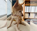 Small #7 Chihuahua Mix