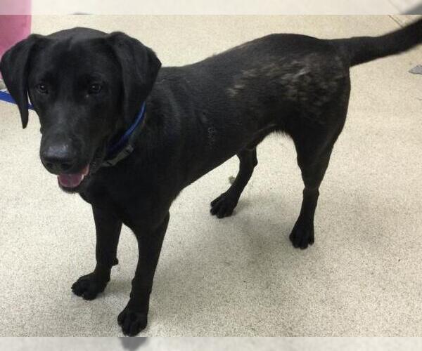 Medium Photo #1 Labrador Retriever Puppy For Sale in Riverside, CA, USA