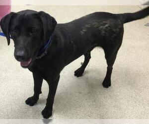 Labrador Retriever Dogs for adoption in Riverside, CA, USA