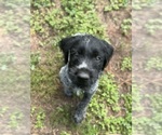 Puppy Bootsmann German Wirehaired Pointer