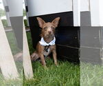 Small #1 Chihuahua Mix