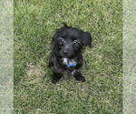 Small #4 Chihuahua Mix