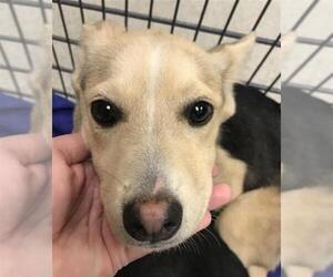 Labbe Dogs for adoption in Conroe, TX, USA