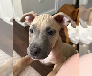 American Pit Bull Terrier-Unknown Mix Dogs for adoption in Germantown, OH, USA