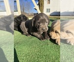 Small Photo #3 Labrador Retriever Puppy For Sale in QUINCY, MI, USA