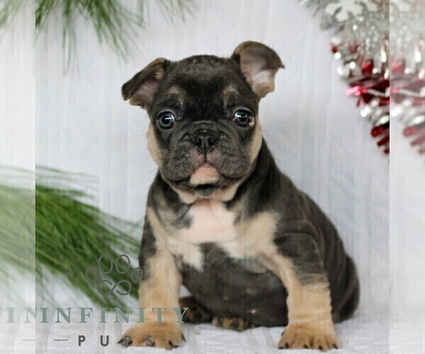 Medium Photo #1 French Bulldog Puppy For Sale in LITITZ, PA, USA