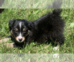 Small Photo #22 Miniature Australian Shepherd Puppy For Sale in BETHANY, IL, USA