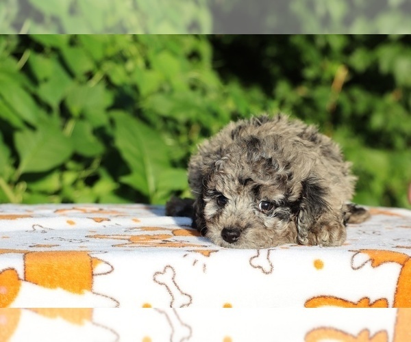 Medium Photo #16 Poodle (Toy) Puppy For Sale in DYERSBURG, TN, USA