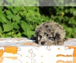 Small #15 Poodle (Toy)