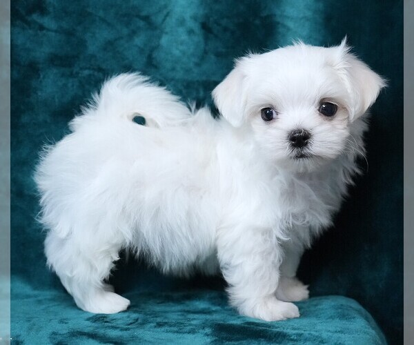 Medium Photo #4 Maltese Puppy For Sale in ROCK VALLEY, IA, USA