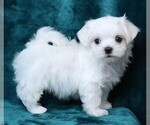 Small #3 Maltese