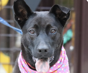 Labrador Retriever-Unknown Mix Dogs for adoption in San Ramon, CA, USA