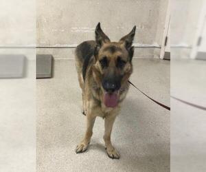 German Shepherd Dog Dogs for adoption in Riverside, CA, USA