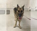 Small German Shepherd Dog