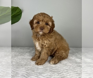 Cockapoo Puppy for Sale in FRANKLIN, Indiana USA