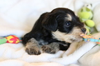 Small Photo #2 Schnauzer (Miniature) Puppy For Sale in BRADENTON, FL, USA